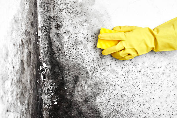 Best Affordable Mold Removal  in Dale City, VA