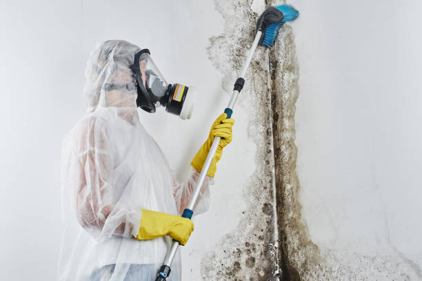 Office Mold Removal Services in Dale City, VA