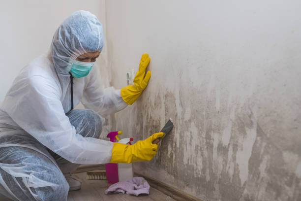 Best Mold Cleaning Services  in Dale City, VA
