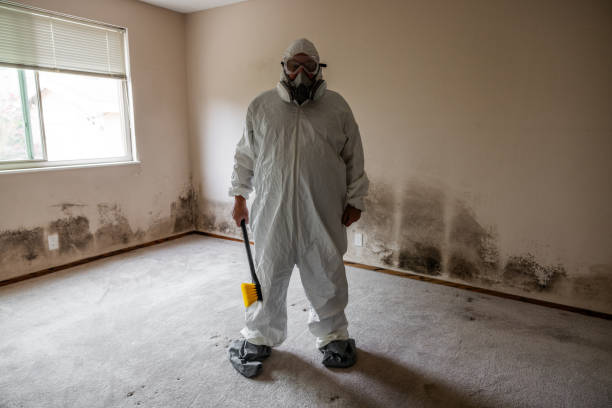 Reliable Dale City, VA Mold Removal Solutions