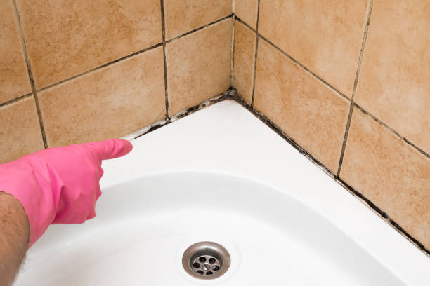 Best Mold Removal Company Near Me  in Dale City, VA