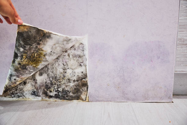 Best Mold Removal Company Near Me  in Dale City, VA